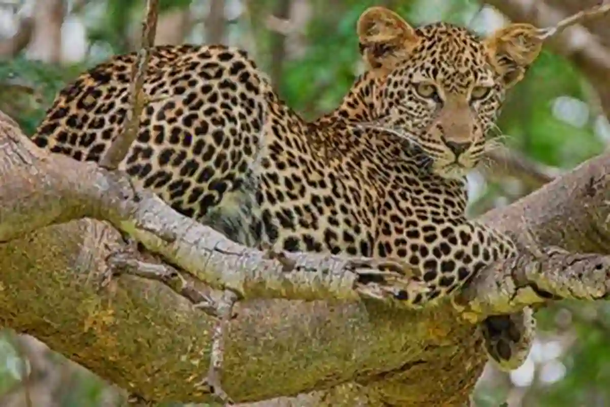 4 Days Lake Eyasi, Serengeti & Ngorongoro Budget Safari - 4 Day Tanzania Budget Safari 2026