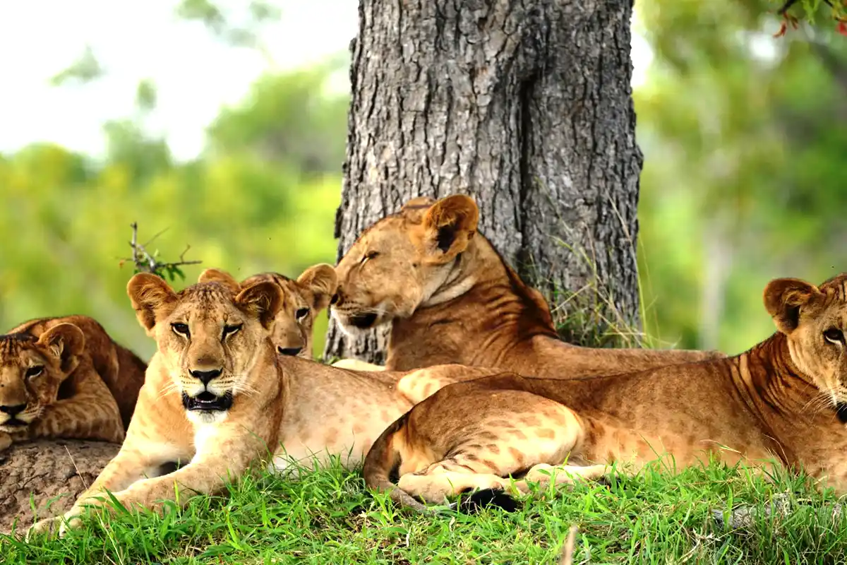 Luxury Family Safari Start Moshi