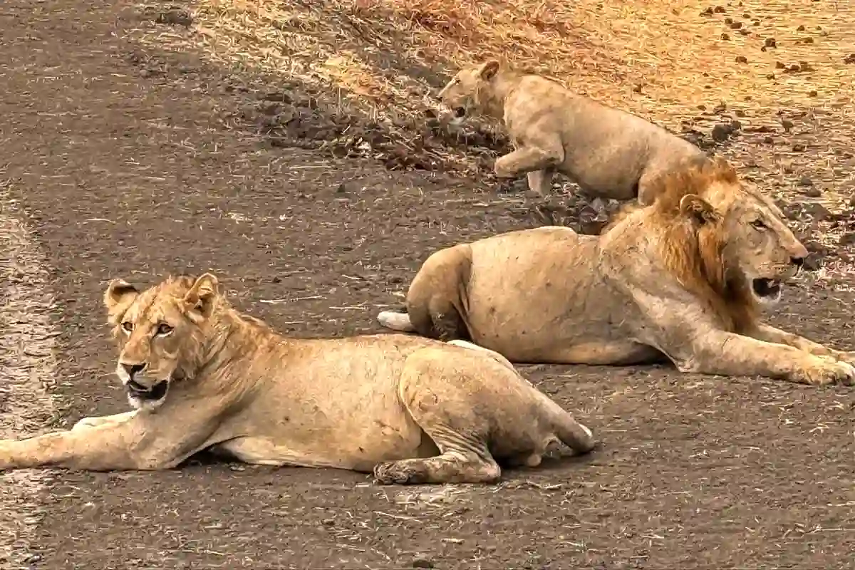 4 Days Luxury Honeymoon Safari from Moshi - Tanzania Safari Source Tours