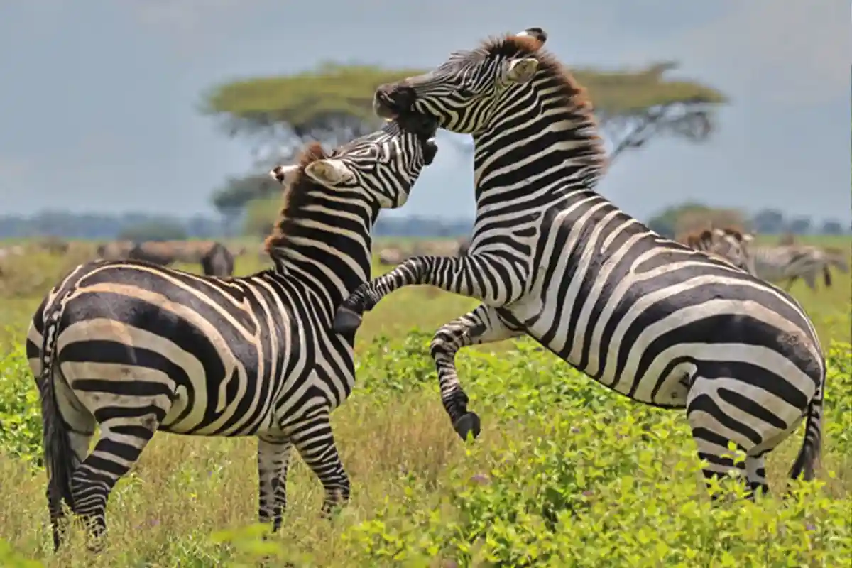 4 Days Mid-Range Lake Manyara, Serengeti & Ngorongoro - 4 Day Tanzania Mid-Range Safari 2026