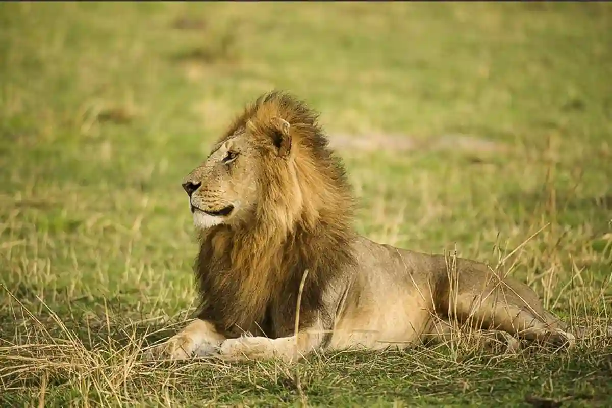 4 Day Mid-Range Lodge Safari