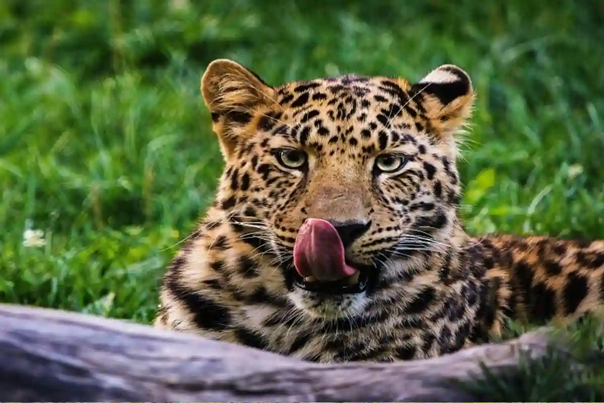 4 Day Mid-Range Lodge Safari - 4 Day Tanzania Mid-Range Safari 2026