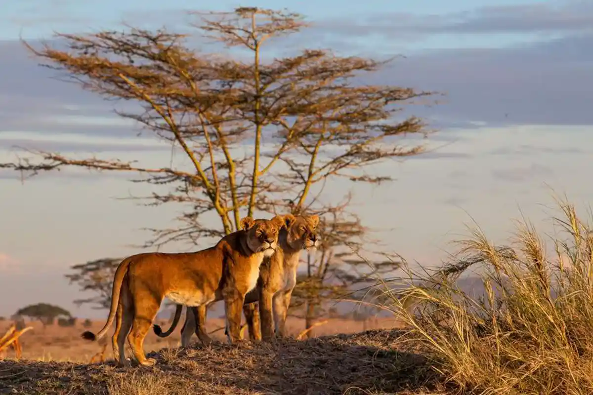 4 Days Mid-Range Serengeti Express Safari