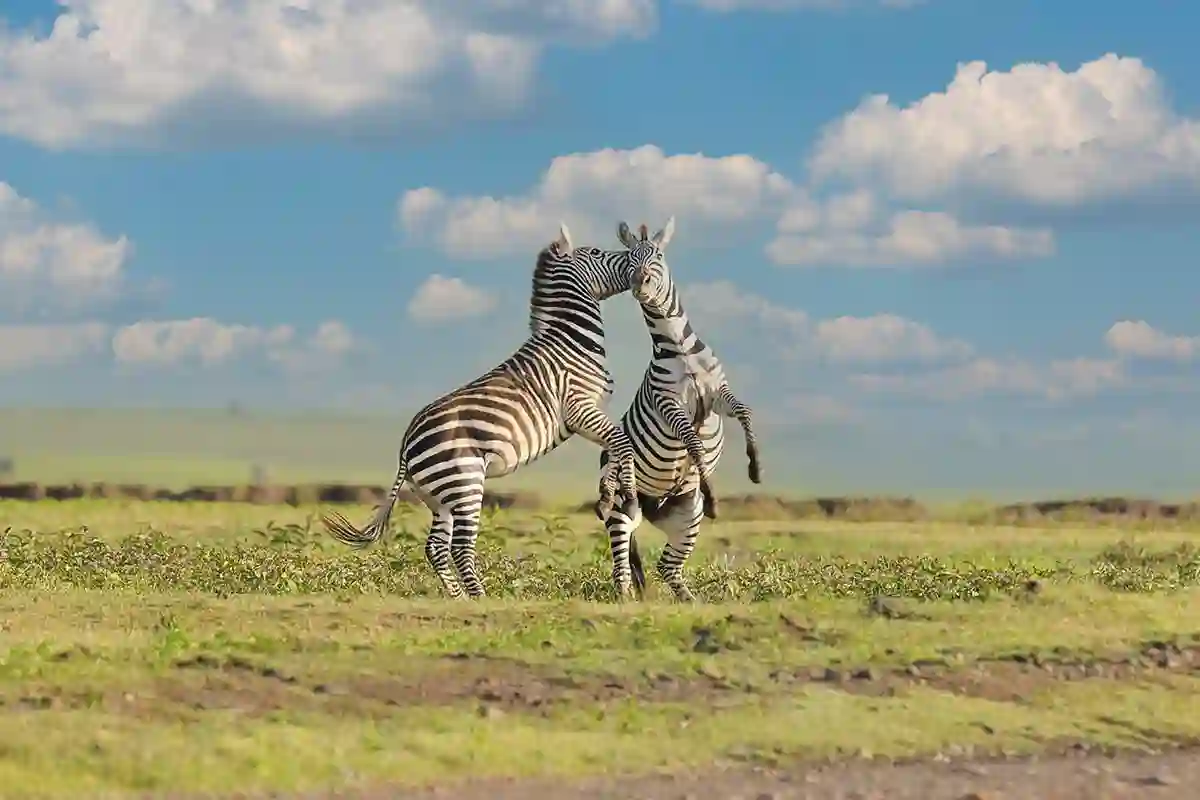 4 Days Mid-Range Serengeti Safari