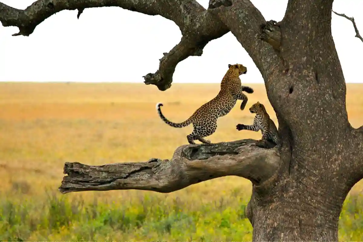 4 Day Mid-Range Tarangire Serengeti - 4 Day Tanzania Mid-Range Safari 2026