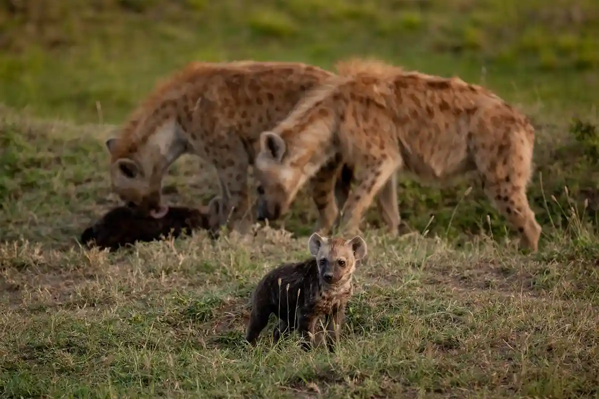 4 Days Mid-Range Tarangire, Serengeti & Ngorongoro - 4 Day Tanzania Mid-Range Safari 2026