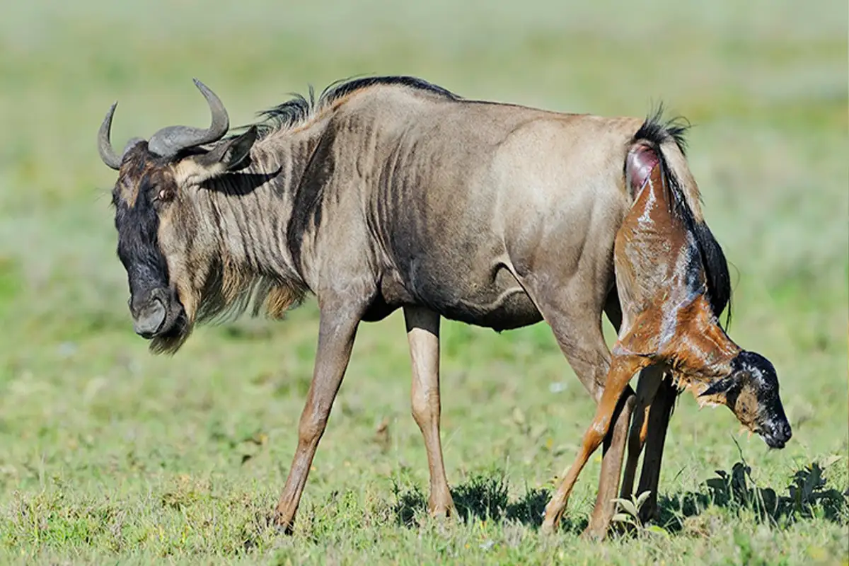 Ndutu Migration Safari for Family