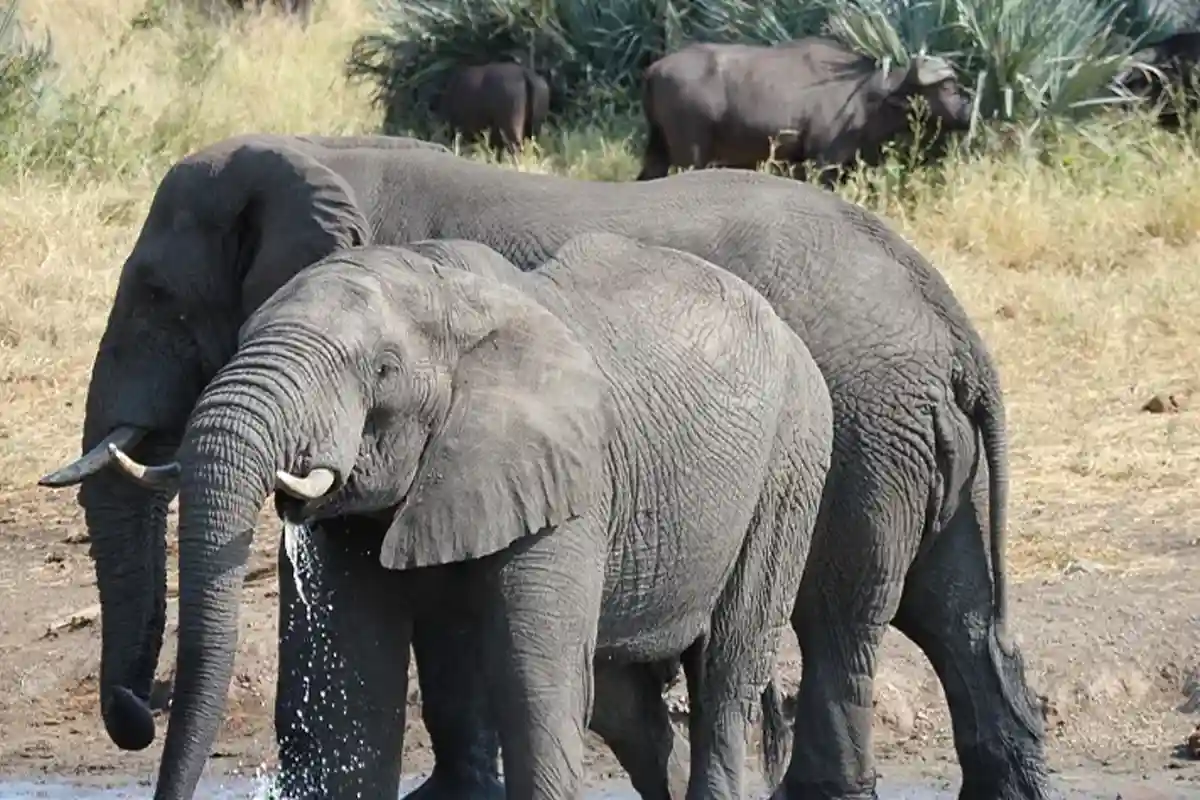 4 Day Tanzania Lodge Safari