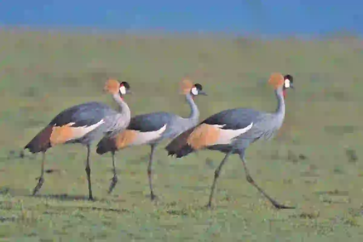 4 Days Budget Tarangire, Manyara & Ngorongoro Crater Group Safari - 4 Day Tanzania Budget Safari 2026