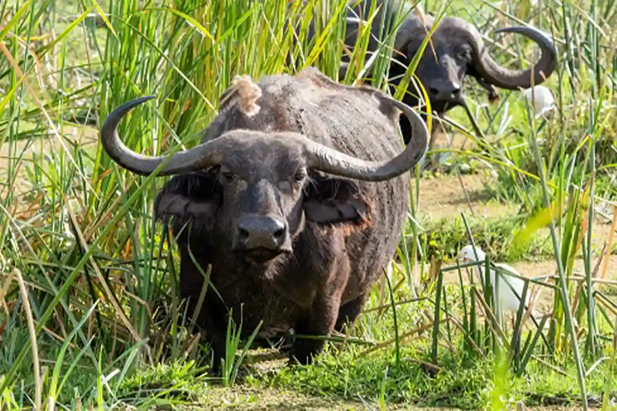 4 Day Tarangire Ngorongoro Mid-Range - 4 Day Tanzania Mid-Range Safari 2026