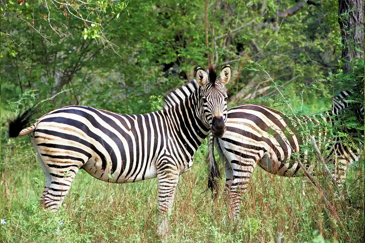 4 Days Best Luxury Safari in Tanzania