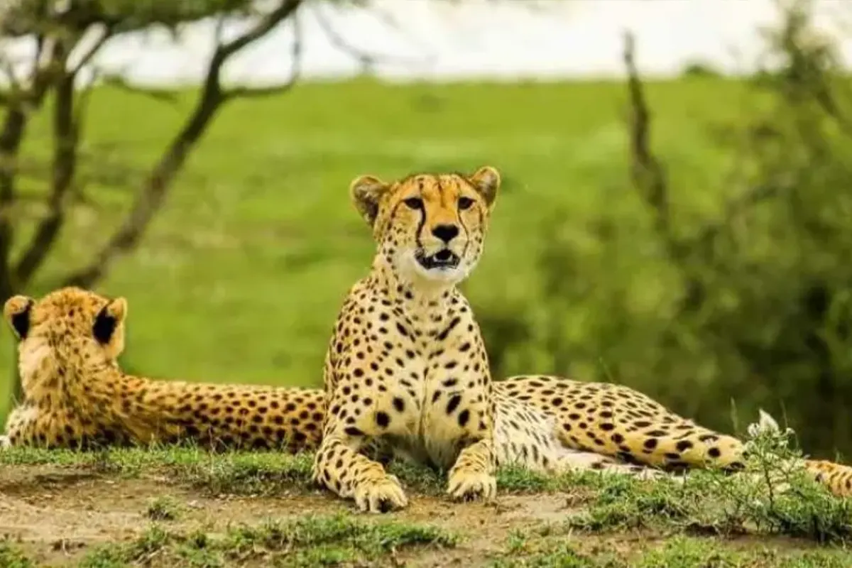 4 Days Best Romantic Safari Include Cultural Activities