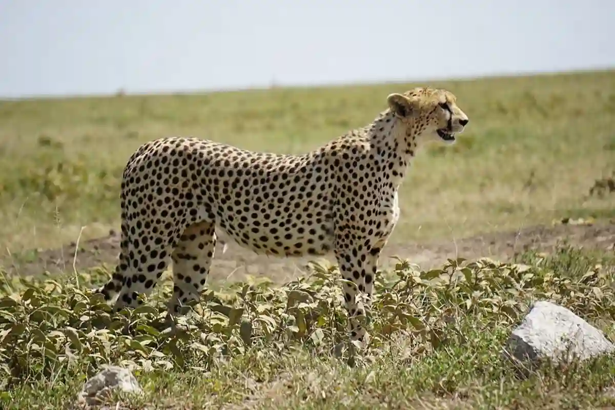 4 Days Big Five Joining Safari Tanzania