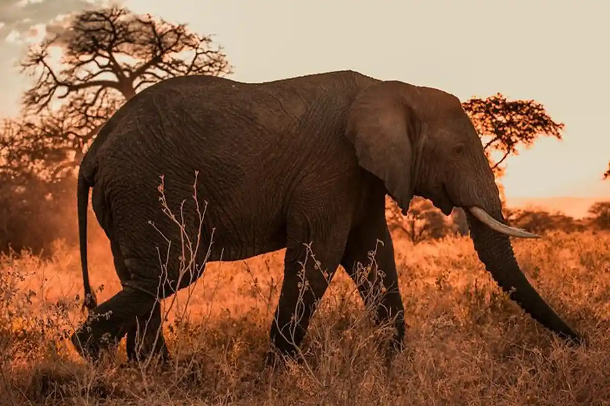 4 Days Big Five Joining Safari Tanzania - 4 Day Tanzania Joining Safari 2026