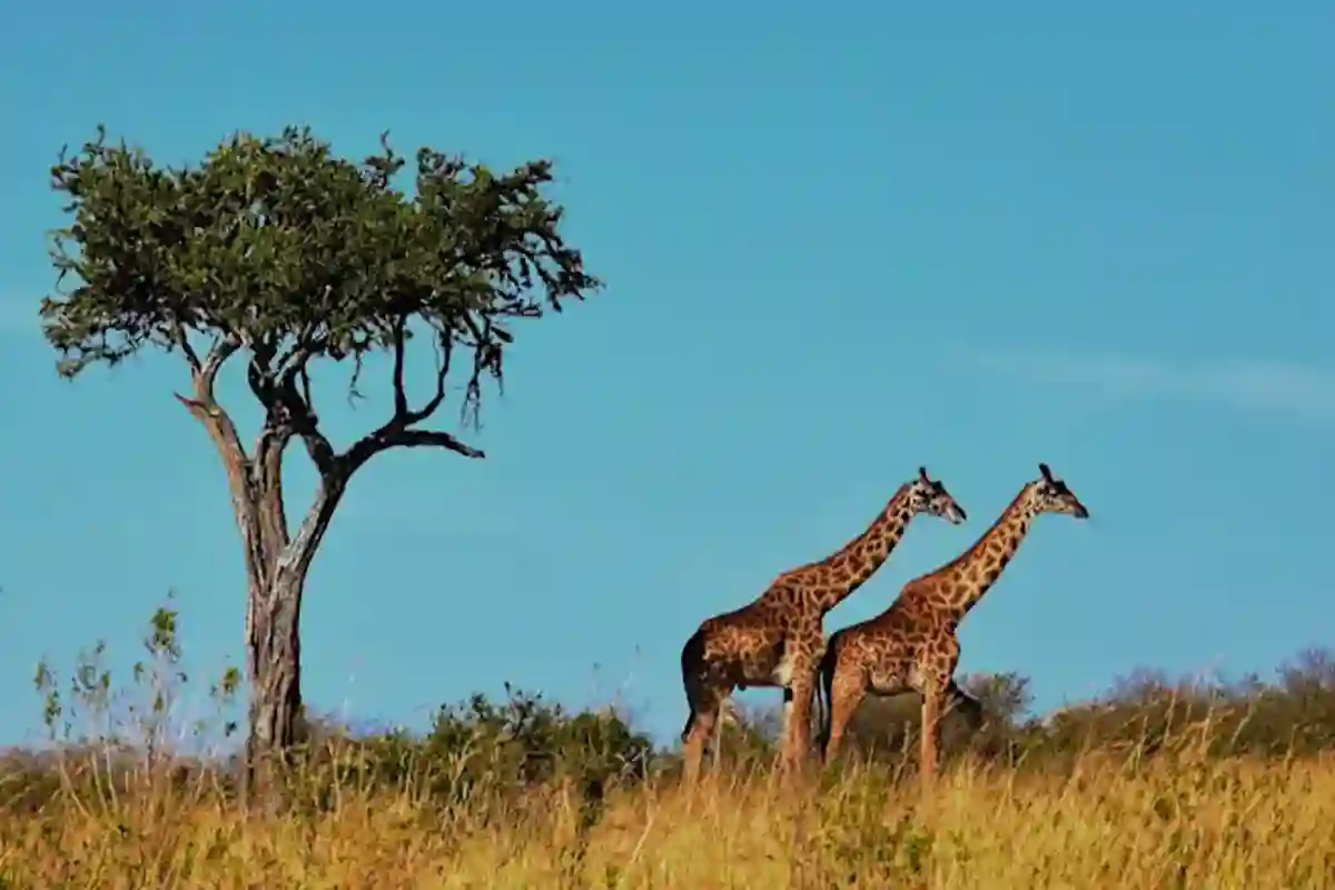 4 Days Big Five Joining Safari Tanzania