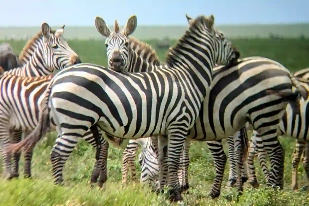 4 Days Budget Camping Migration Safari