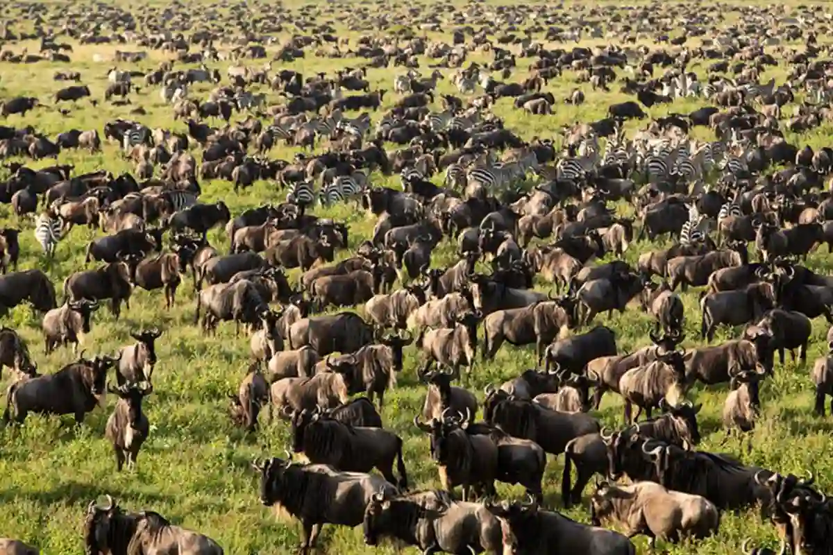 4 Days Budget Migration Safari