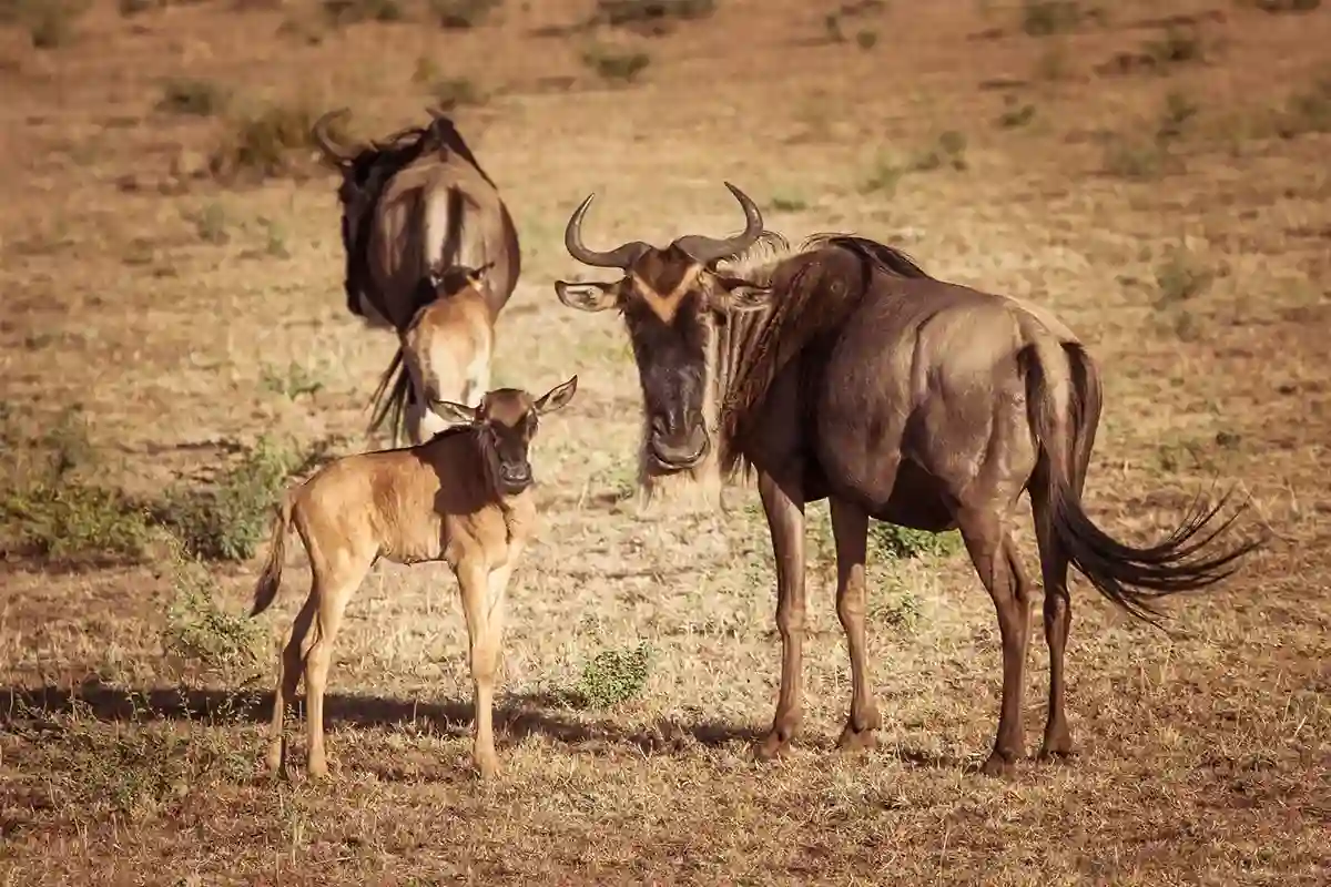 4 Days Budget Camping Migration Safari