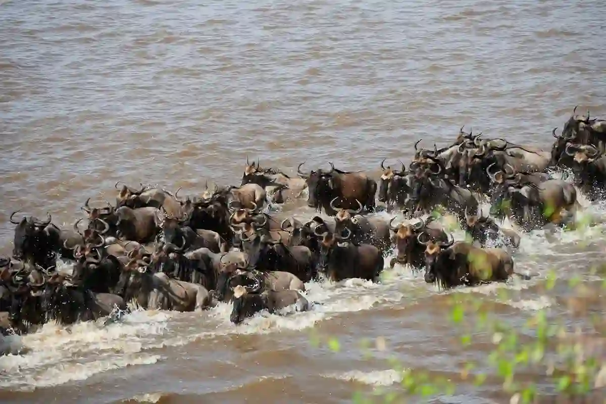 4 Days Budget Great Migration Safari - 4 Day Tanzania Budget Safari 2026