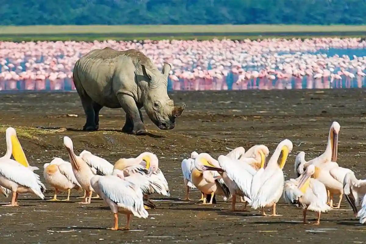 4 Days Budget Northern Circuit Safari