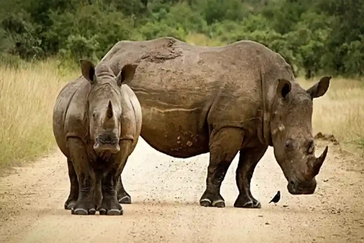 4 Days Budget Serengeti & Ngorongoro Safari