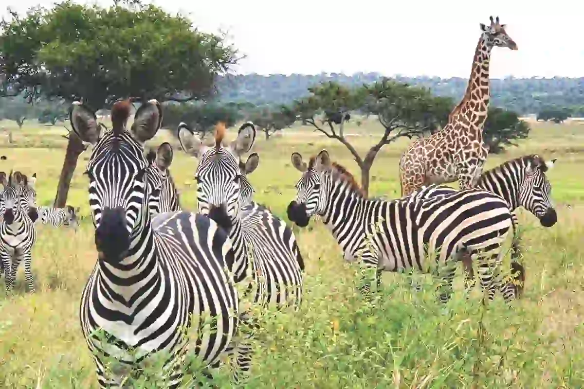 4 Days Budget Tarangire & Manyara Safari - 4 Day Tanzania Budget Safari 2026