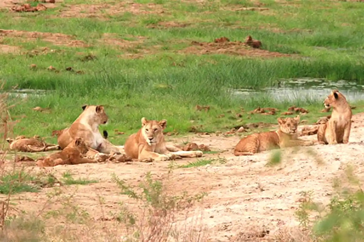 4 Day Budget Wildlife Adventure Safari