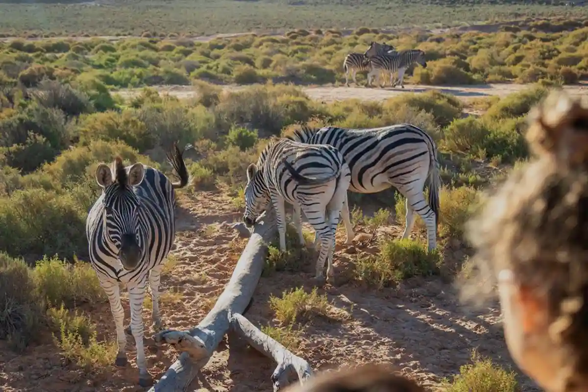 Family Holidays Safari Starting Arusha