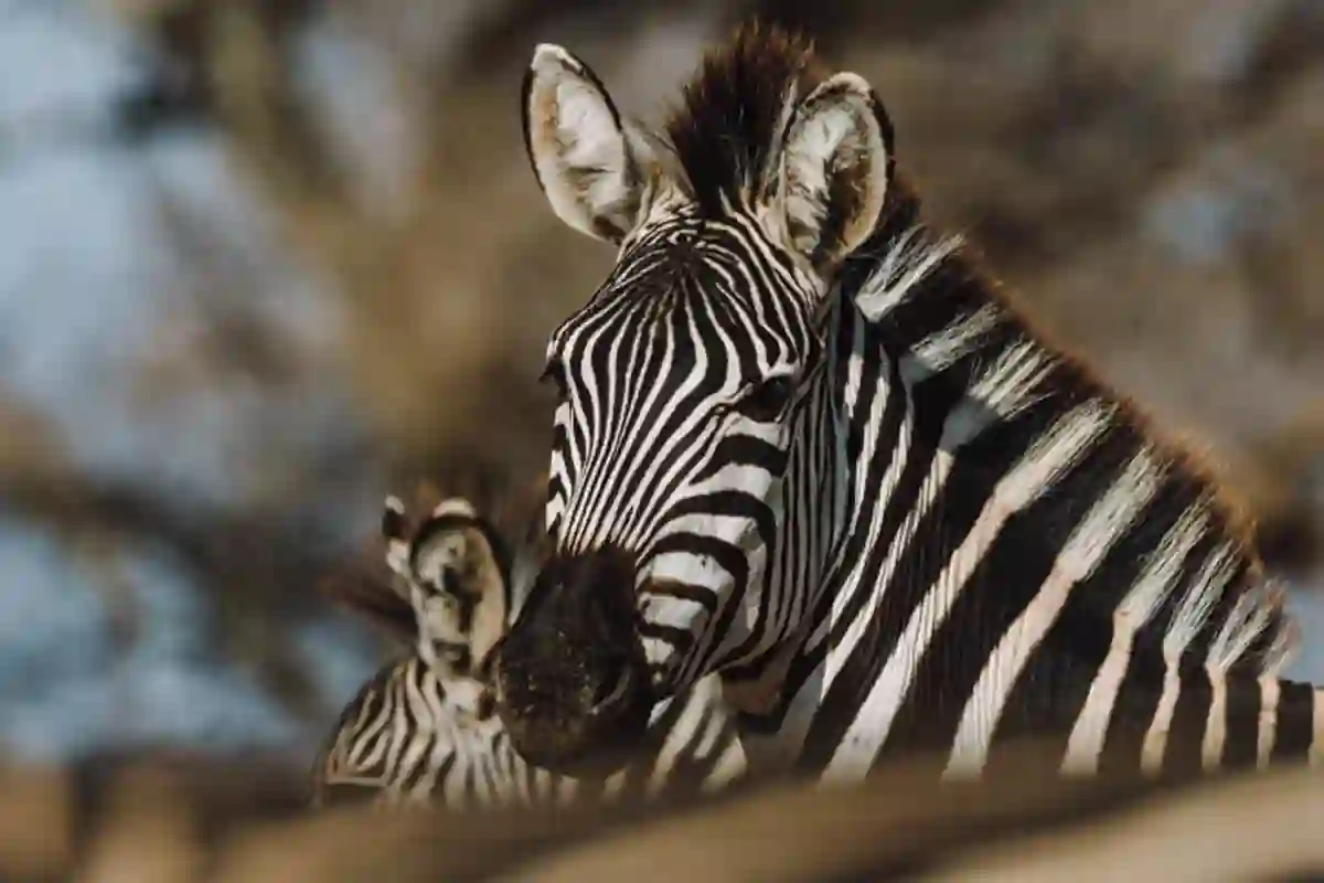 Family Serengeti Explorer