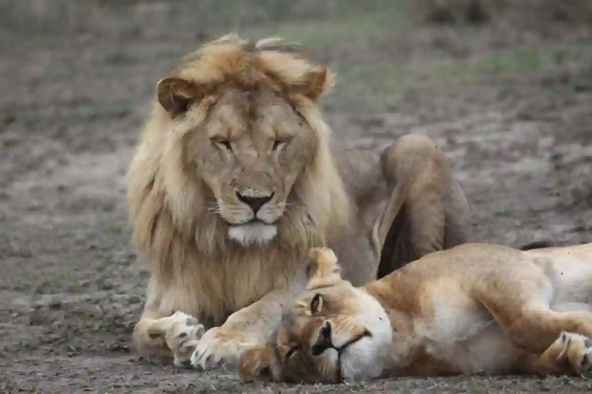 4 Days Family Serengeti Explorer - 4 Day Tanzania Family Safari 2026