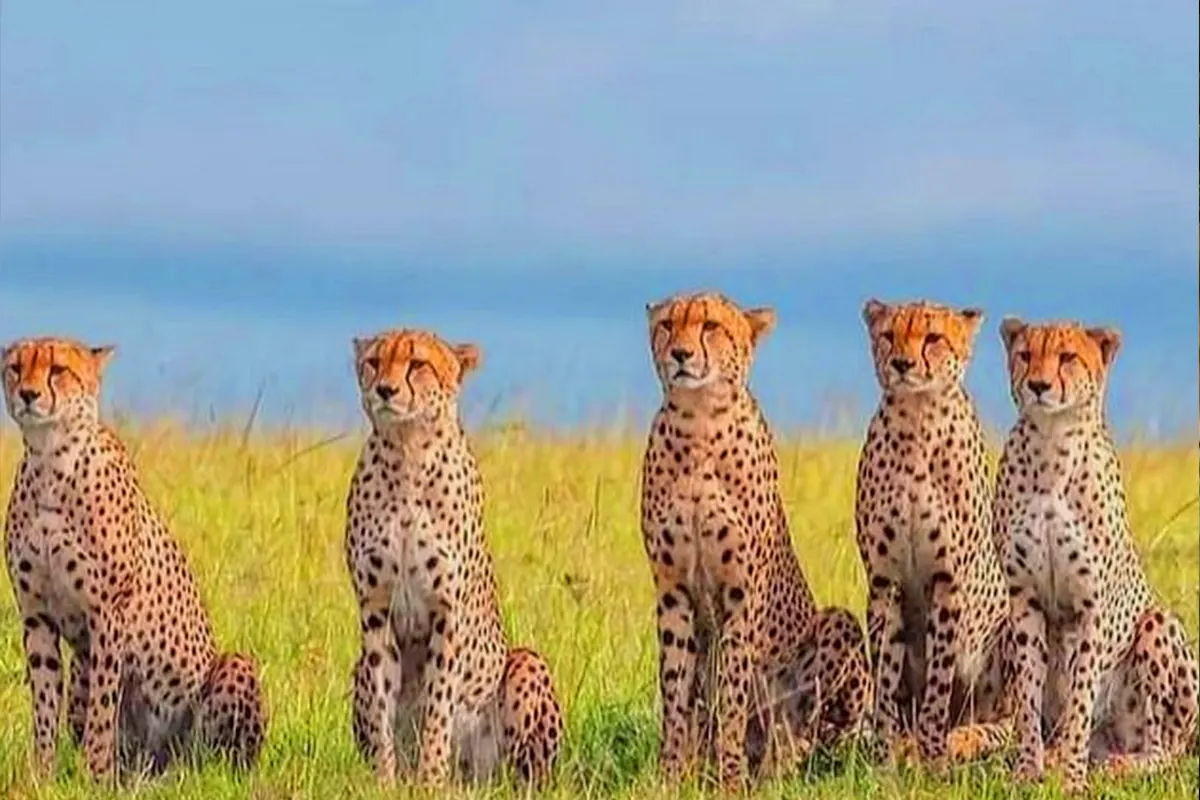 Family Serengeti Explorer