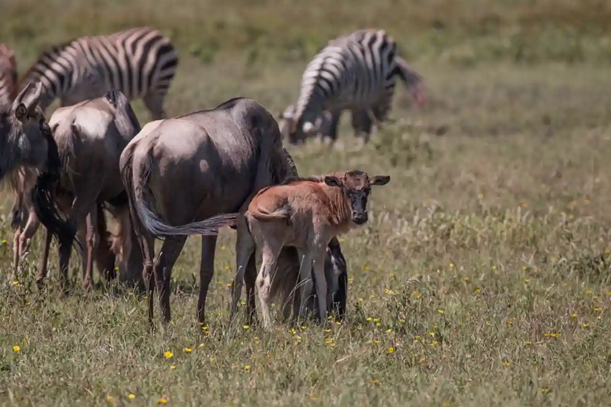 4 Days Family Wildebeest Calving Safari Tanzania