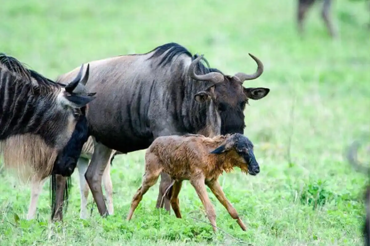 4 Days Family Wildebeest Calving Safari Tanzania - Calving Season Safari Tanzania 2026