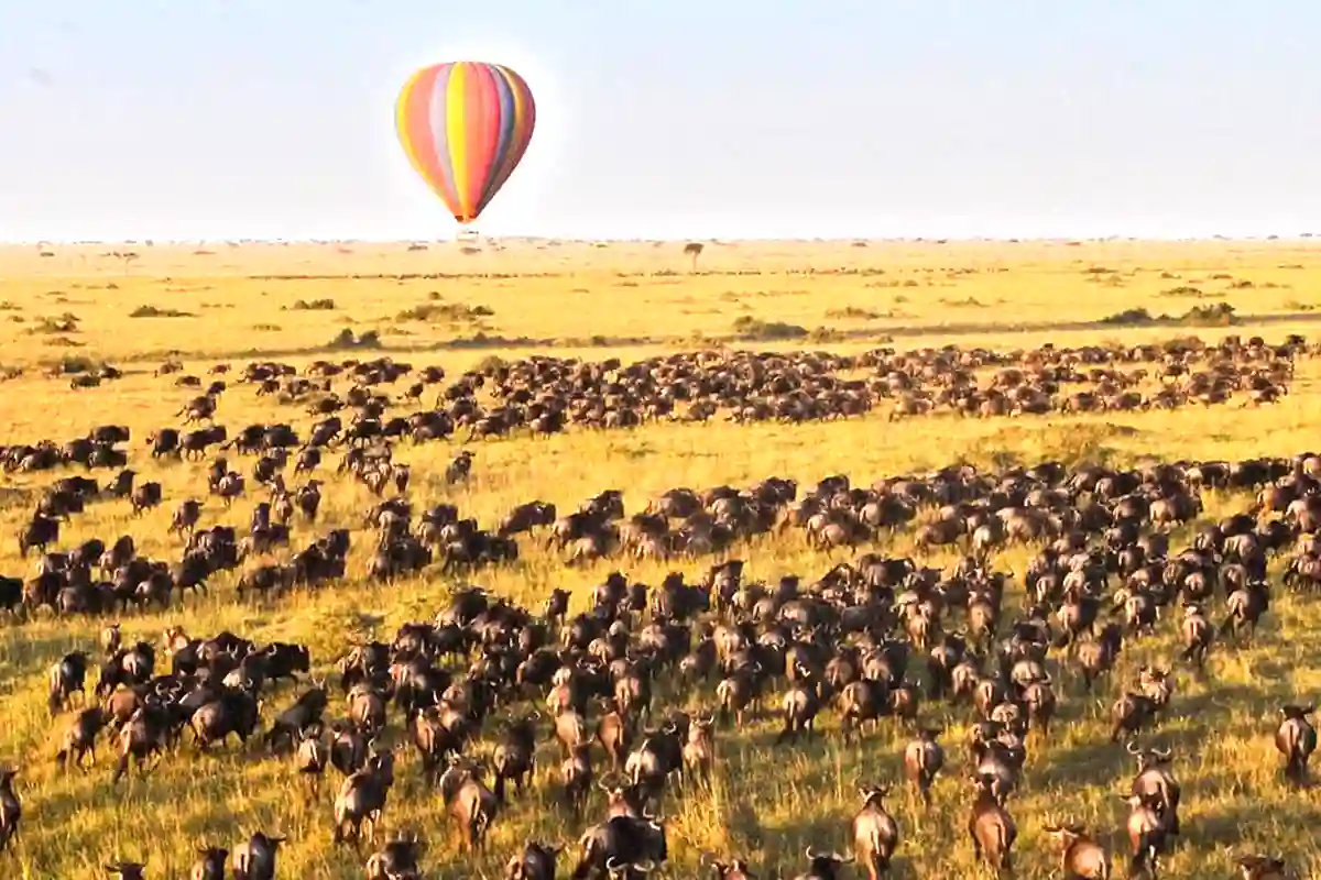 Fly-in Migration Safari