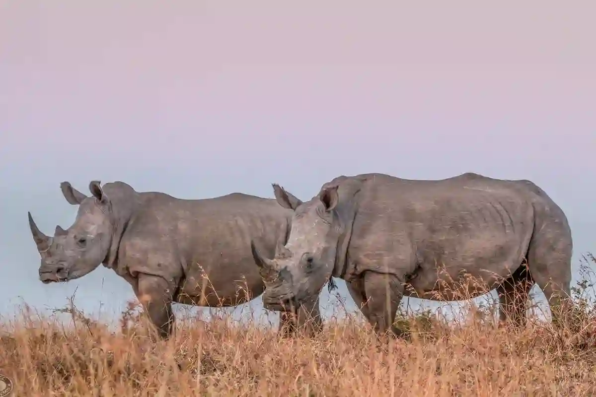 4 Days Fly-in Great Migration Safari