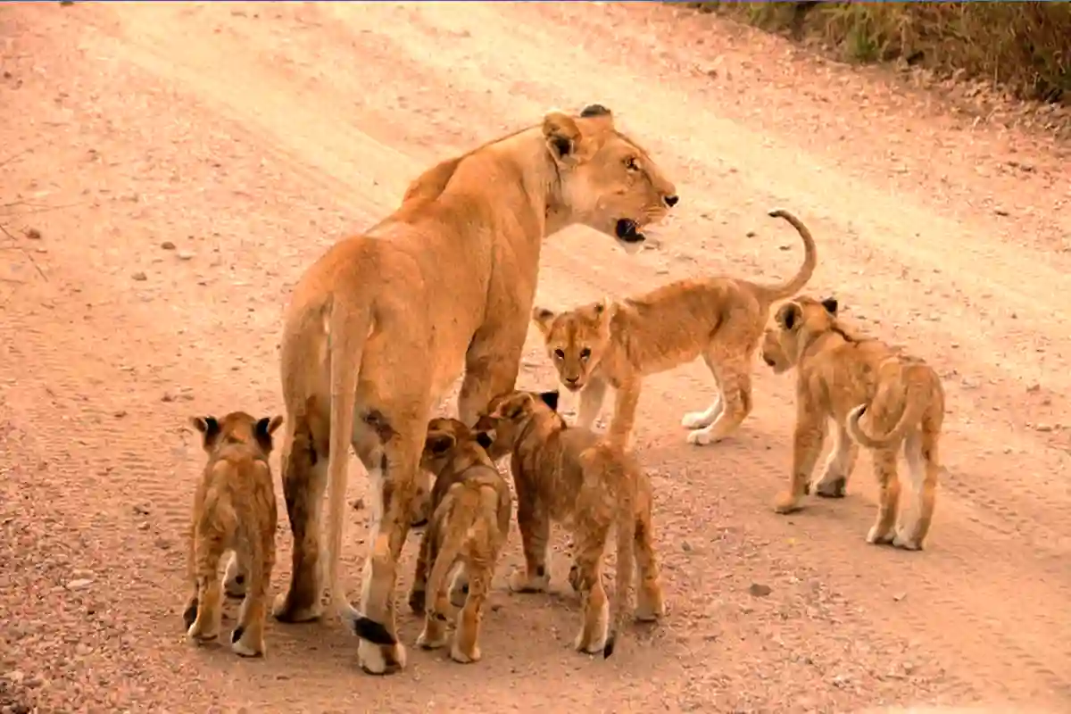 4 Days Fly-in Great Migration Safari