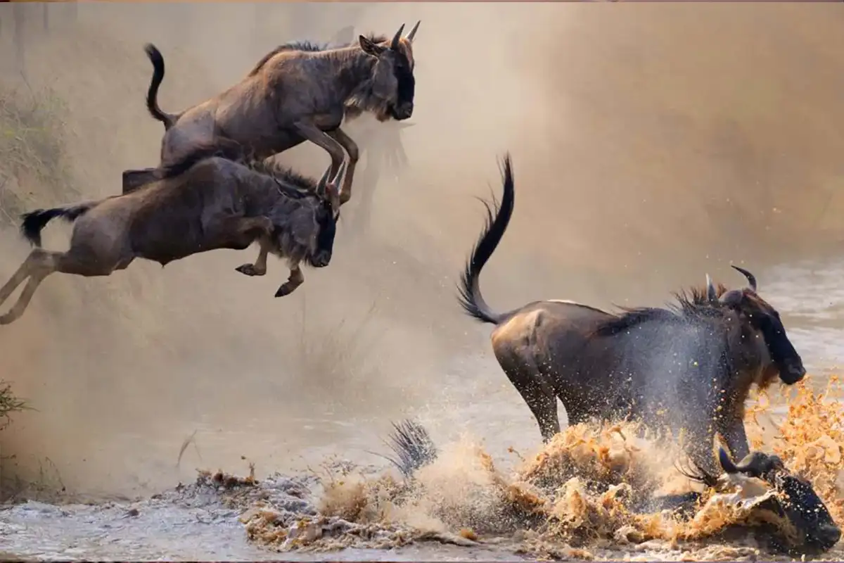 4 Days Great Migration joining safari