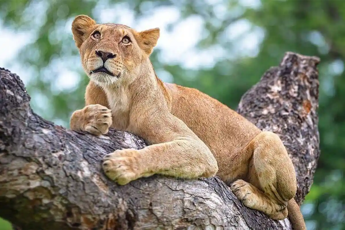 4 Days Group Joining Safari from Arusha