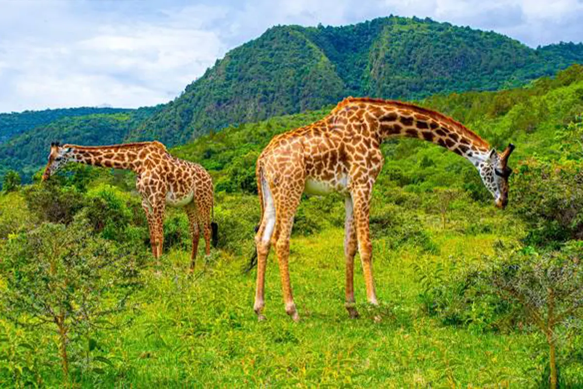 4 Days Kilimanjaro & Lake Manyara Mid-Range Safari - 4 Day Tanzania Mid-Range Safari 2026