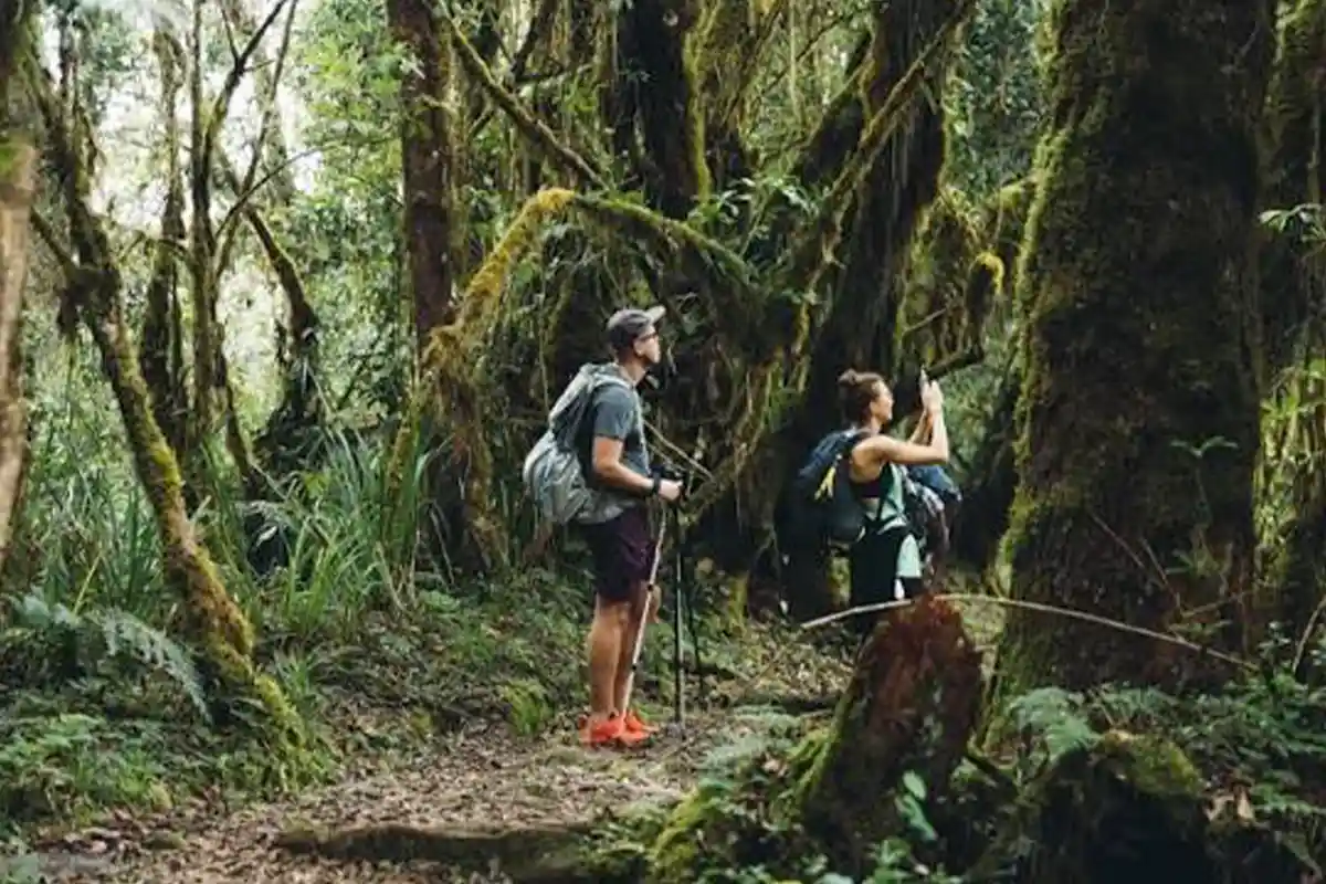 4 Days Kilimanjaro Trekking Marangu Route