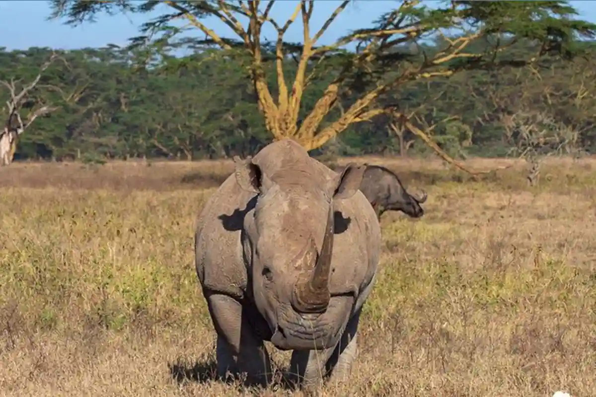 4 Days Lodge Safari:Tarangire, Serengeti & Ngorongoro - 4 Day Tanzania Lodge Safari 2026