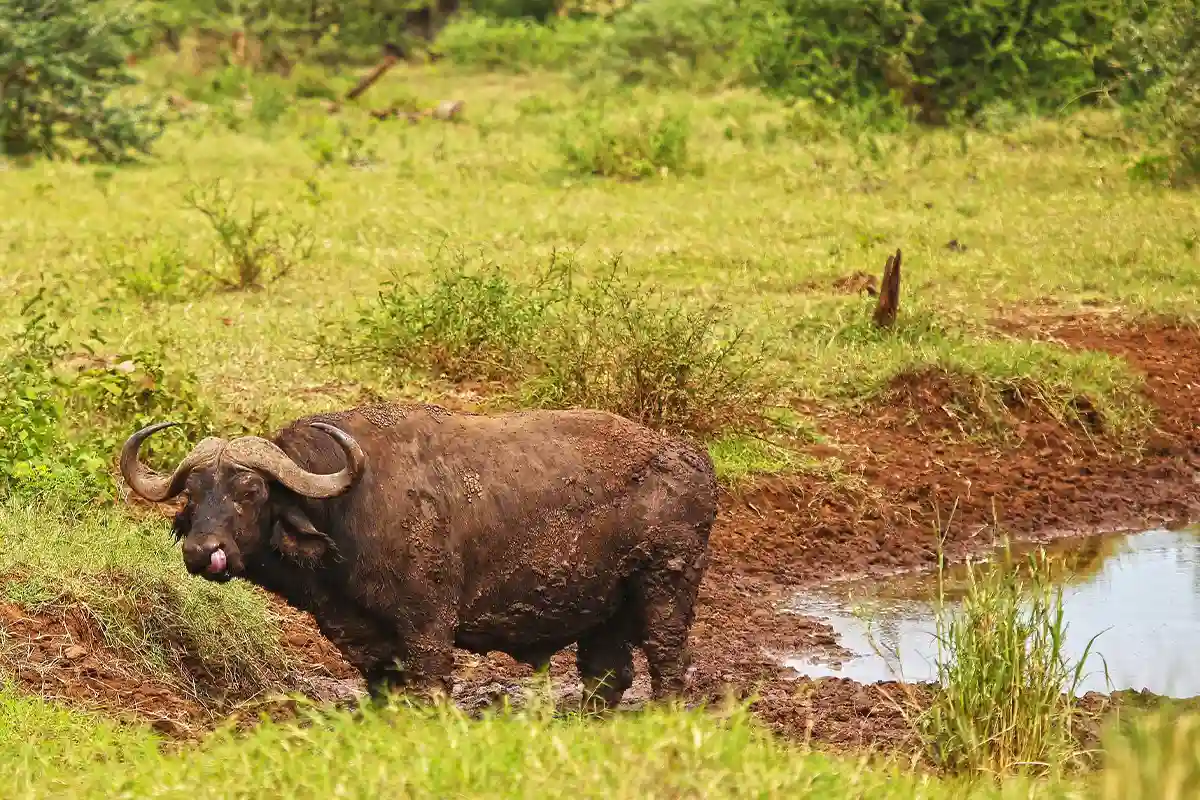 4 Days Honeymoon Safari from Moshi