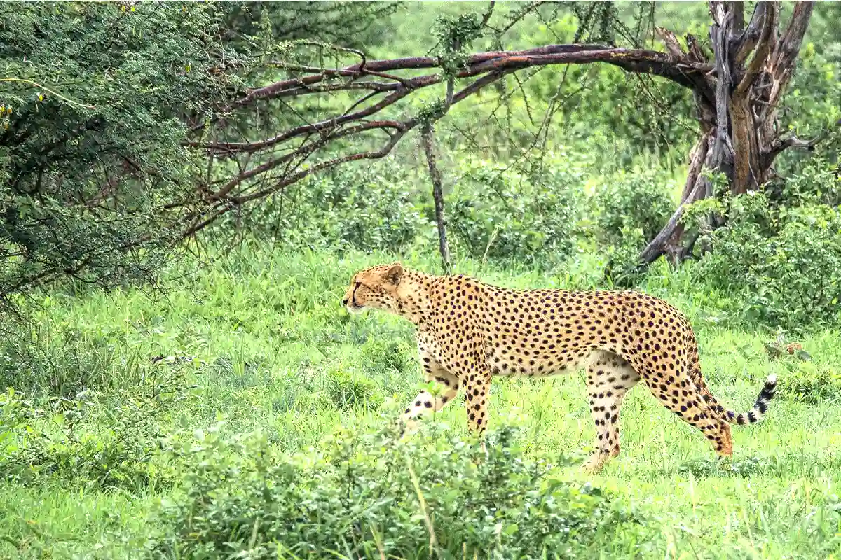 4 Days Luxury Safari Start Moshi