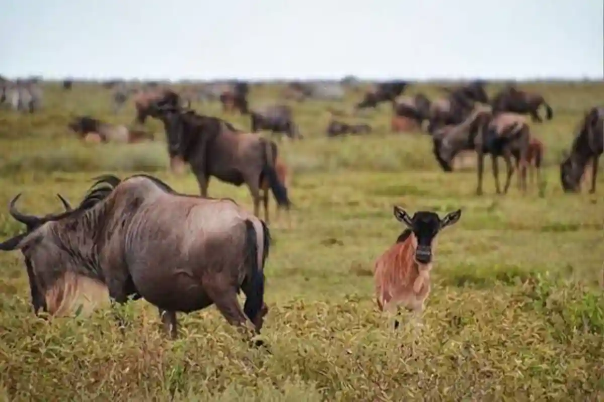 4 Days Luxury Wildebeest Calving Safari Tanzania