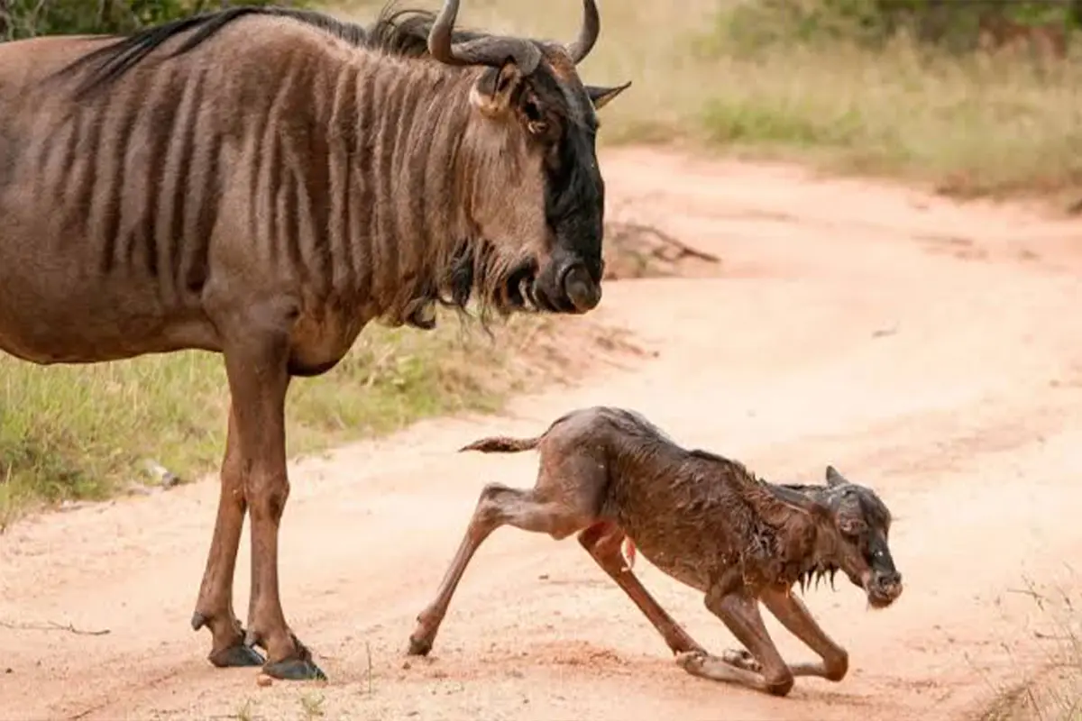 4 Days Luxury Wildebeest Calving Safari Tanzania