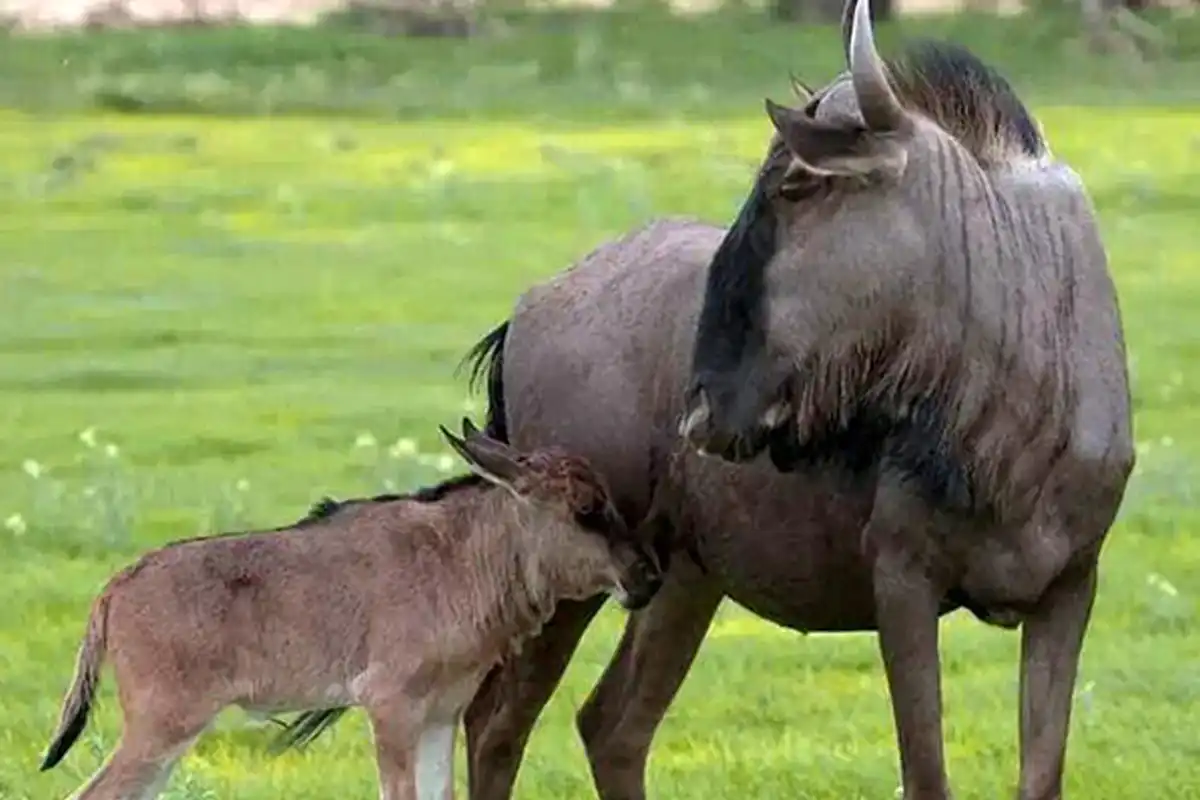 4 Days Luxury Wildebeest Calving Safari Tanzania - Calving Season Safari Tanzania 2026
