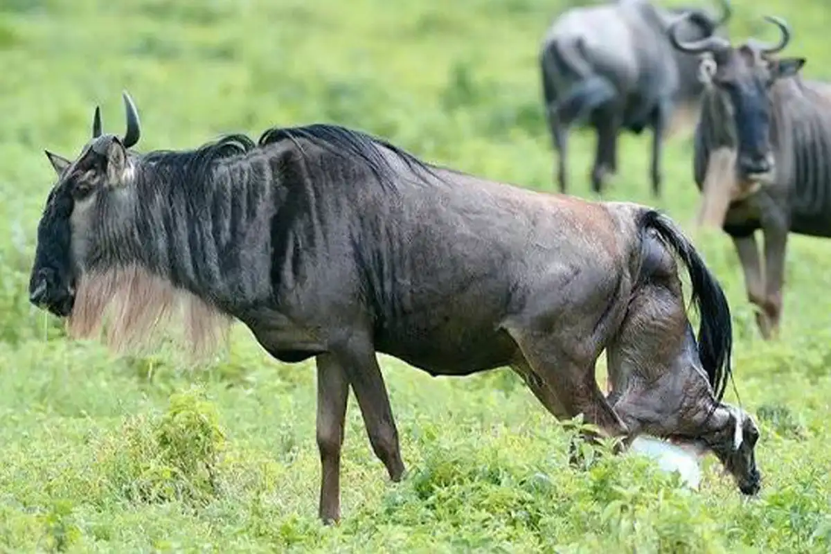 4 Days Luxury Wildebeest Calving Safari Tanzania