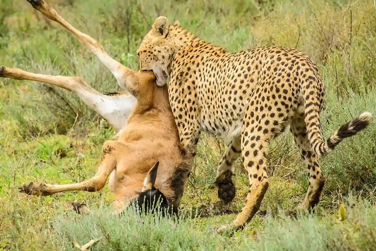4 Days Mid-Range Arusha Lake Eyasi Serengeti