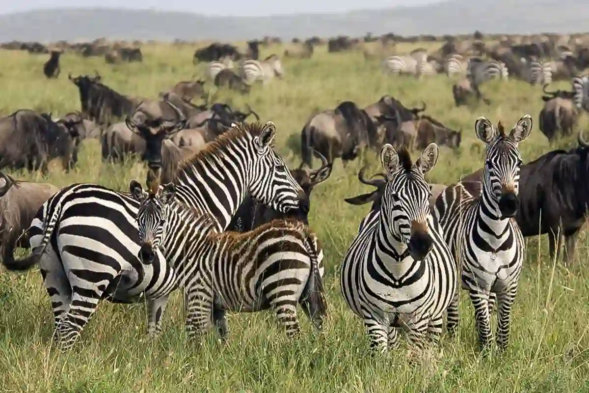 4 Day Mid-Range Family Safari - 4 Day Tanzania Mid-Range Safari 2026