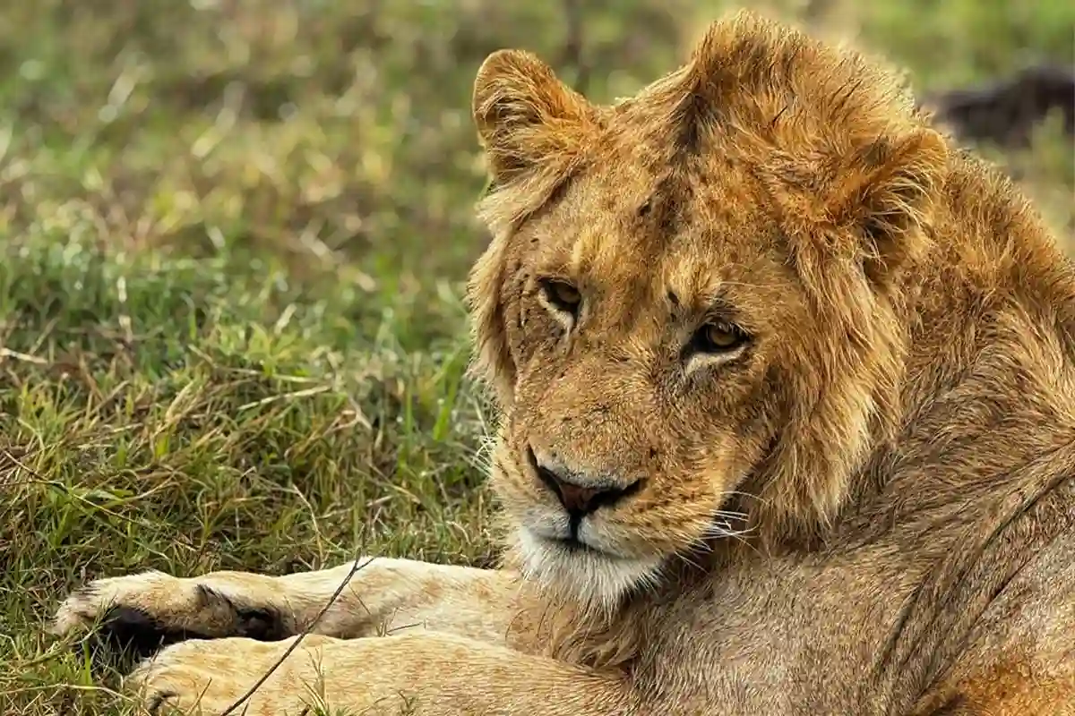 4 Days Best Mid-Range Lodge Joining Safari